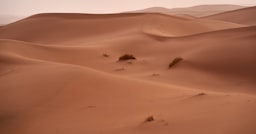 Ambiance de voyage évoquant Oran : dunes de sable ocre parsemées de touffes d'herbe sèche